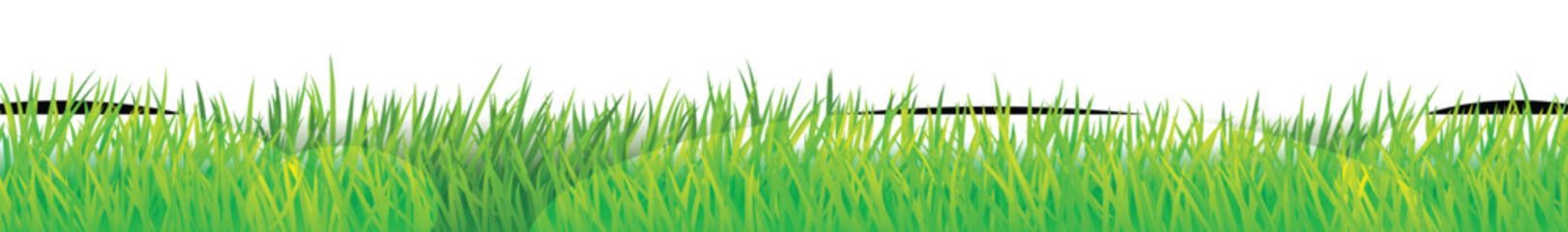 green grass background