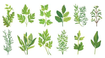 Aromatic Herbs with Parsley and Rosemary for Flavor - obrazy, fototapety, plakaty