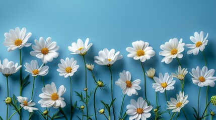 White daisies on a blue background.