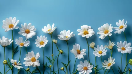 Foto op Plexiglas White daisies on a blue background. © VISUAL BACKGROUND