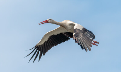 Migrating storks traveling thousands of kilometers.
