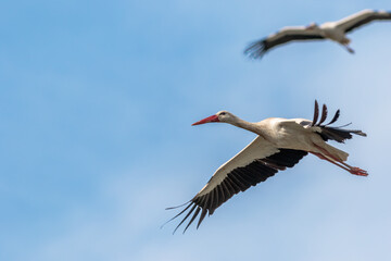 Migrating storks traveling thousands of kilometers.