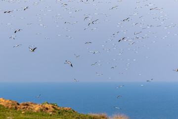 Migrating storks traveling thousands of kilometers.