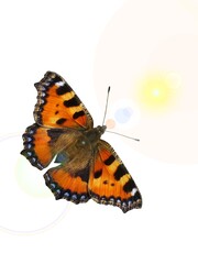 Fototapeta na wymiar Butterfly Small tortoiseshell, Aglais urticae - abstract composition with open colorful wings, light and lens reflection effect and white background. Topics: beauty of nature, computer art
