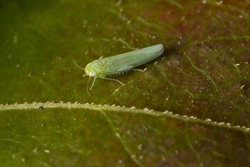 green insect Empoasca vitis on a leaf