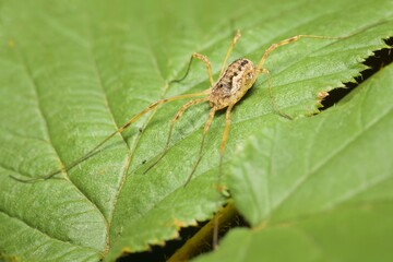 spider Opiliones on a leaf