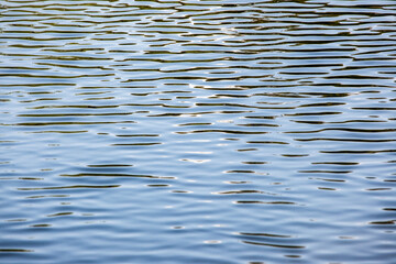 The water is calm and still, with ripples forming on the surface