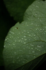 Details of water droplets on a green leaf