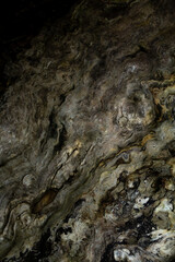 Detailed texture of a tree trunk