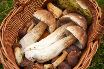Beautiful wild bolete or porcini mushrooms in a basket outdoors in a forest