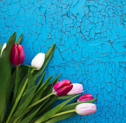 Tulips pink and white on a blue background, wall