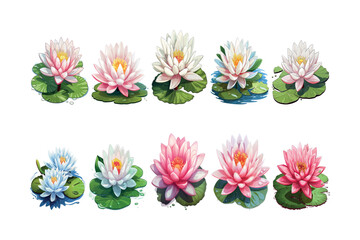 Set of Water Lily flowers collection