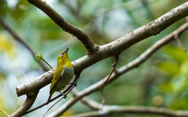 Ceylon Hill White-eye, oriental white eye found in southern province of Sri Lanka