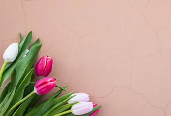 Tulips on a pink background. White, pink tulips.
