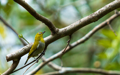 Ceylon Hill White-eye, oriental white eye found in southern province of Sri Lanka