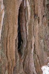 Abstraction in Redwood Bark