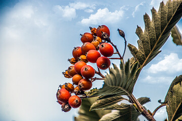 Beautiful red berries with green leaves against a blue cloudy sky