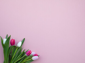 Tulips on a pink background. White, pink tulips.