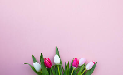 Tulips on a pink background. White, pink tulips.