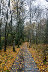 Obraz premium Wooden path in the Black Moor after a rain in autumn