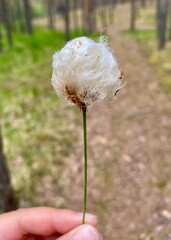 Fluffy white flower head. - 769778911