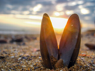 Forked seashell against the backdrop of a sunset at sea