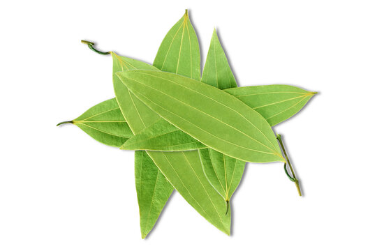 Dried bay leaf or bay laurel leaves,Laurus,cinnamon leaf spice also known in india as tamalpatra,taj patta isolated cutout transparent background,png format

