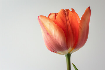 Fresh and exquisite Dork Kra Jiew or Siamese tulip bloom, closed up and isolated on a white background. - obrazy, fototapety, plakaty
