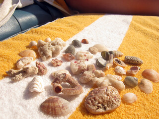 Various seashells lie on the litter