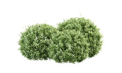 Green bush isolated on white