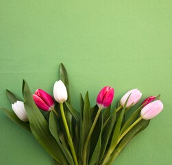 Tulips pink and white on a green background, wall