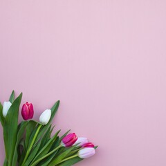 Tulips pink and white on a pink background, wall