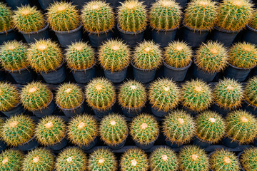 Row texture background structure set, quantity multitude lot small pots of cacti echinocactus...