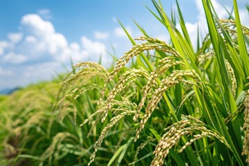 Naklejka premium Expansive view of a vibrant green rice paddy field with stalks swaying gently under a clear blue sky with fluffy clouds.