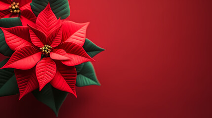 Obraz premium Poinsettia flower with copy space