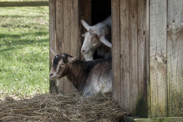 goats looking out from the door of the shelter 