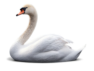 swan isolated - obrazy, fototapety, plakaty