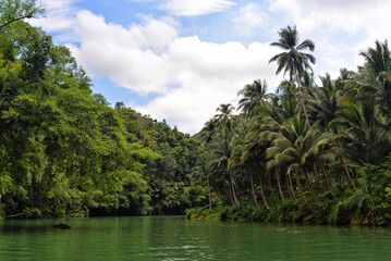 Obraz premium Mangrove forest in Philippine Sabang, Puerto Princessa