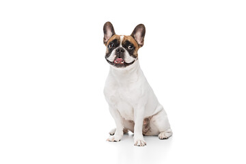 Adorable purebred dog, French bulldog sitting and smiling isolated on white studio background. Calm pet. Concept of animals, domestic pet, care, vet, health, companion - 769791587