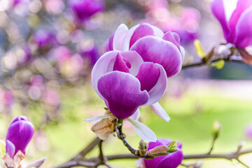 view of magnolia flower in spring