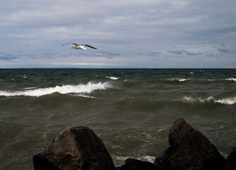Seagull flying over water