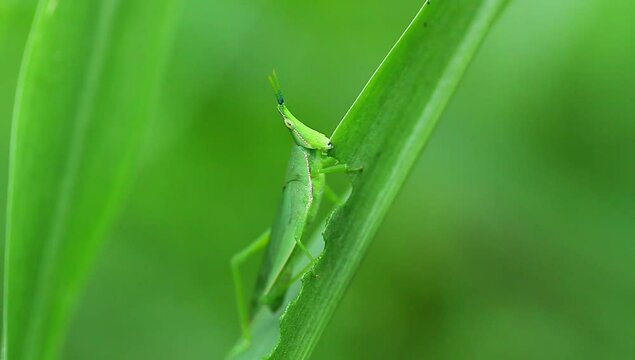 grasshopper in nature eating a leaf, close up, wildlife, footage.
