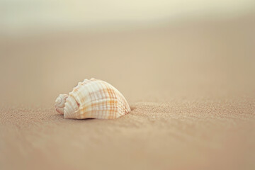 Fototapeta na wymiar Striped seashell on sandy beach with soft blue ocean background