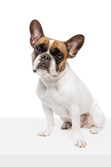 Fototapeta premium Adorable, beautiful purebred dog, French bulldog sitting isolated on white studio background. Smart dog, behavior. Concept of animals, domestic pet, care, vet, health, companion