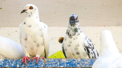 pigeons on their dovecote. doves sitting on their wooden house