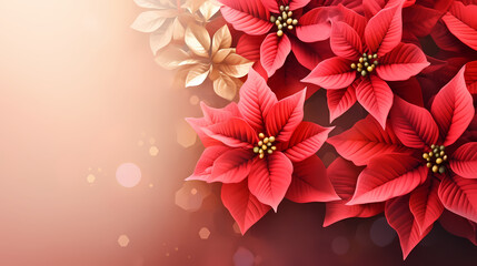 Minimalistic background with poinsettia flowers, top view with empty copy space