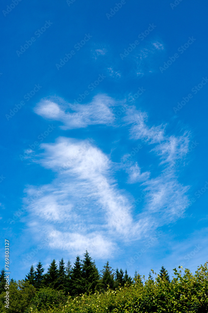 Wall mural blue sky background with white clouds and green trees.
