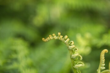 close up of fern leaf