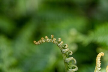close up of fern leaf