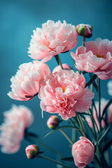 close up of colorful peonies in the garden